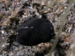 Juvenile Pufferfish